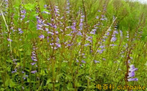 半枝蓮的功效與作用？半枝蓮圖片和價格及半枝蓮的副作用和禁忌