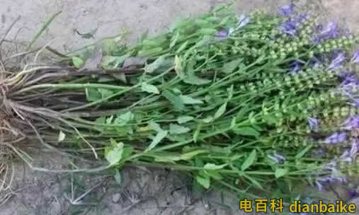 半枝蓮是什么？半枝蓮圖片和價格及半枝蓮的功效與作用和禁忌