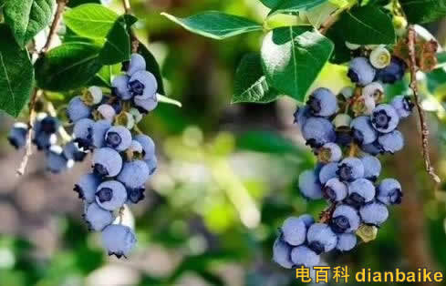 花青素能去斑嗎？花青素的功效與作用和禁忌及花青素藍莓