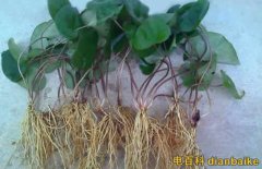 細(xì)辛是什么？細(xì)辛圖片和細(xì)辛的副作用及細(xì)辛的功效與作用禁