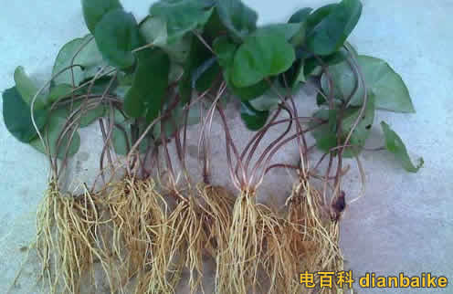 細(xì)辛是什么？細(xì)辛圖片和細(xì)辛的副作用及細(xì)辛的功效與作用禁忌